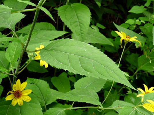 {Helianthus strumosus}